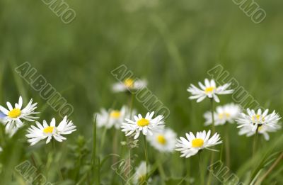 nice summer meadow