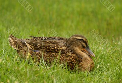 clos up shot of wild female duck