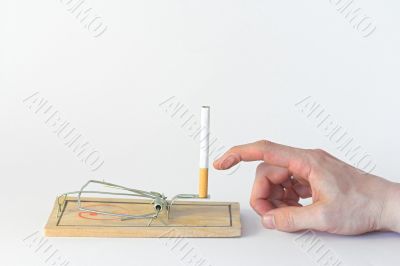 cigarette on a trap