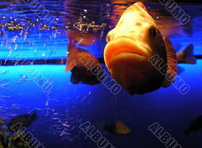 Fishes in the aquarium