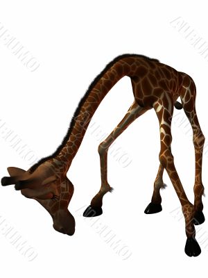 Toon Giraffe