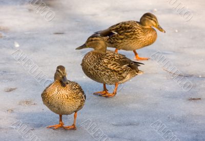 Three ducks
