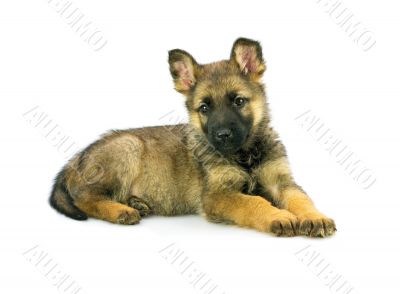 Germany sheep-dog puppy isolated on white background