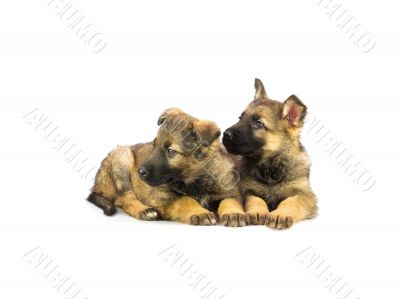two Germany sheep-dog puppies isolated on white background