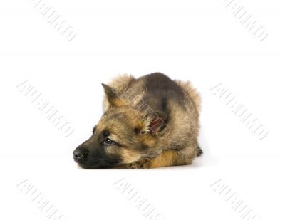 Germany sheep-dog puppy isolated on white background