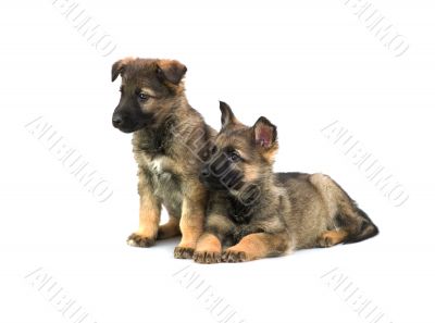 two Germany sheep-dog puppies isolated on white background