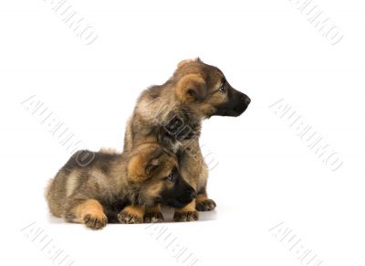 two Germany sheep-dog puppies isolated on white background