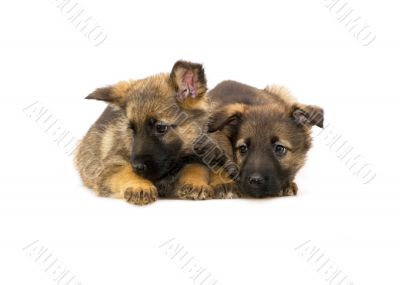 two laying Germany sheep-dog puppies isolated on white backgroun