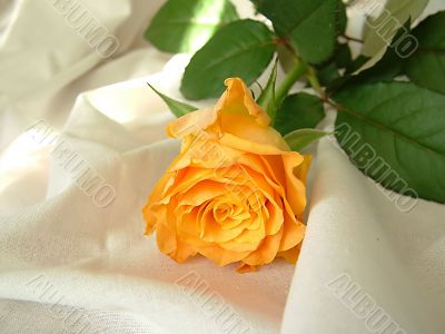 rose background