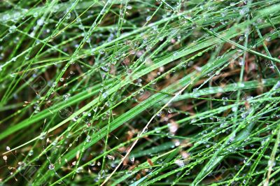 dewdrops