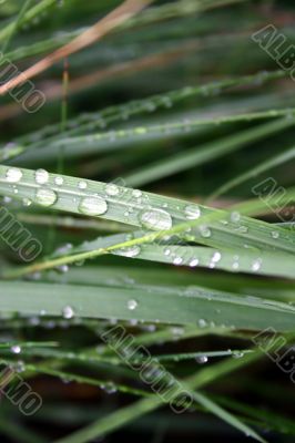dewdrops