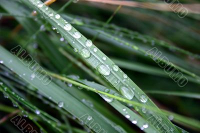 dewdrops