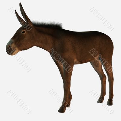 3D Donkey