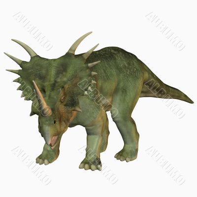 Styracosaurus
