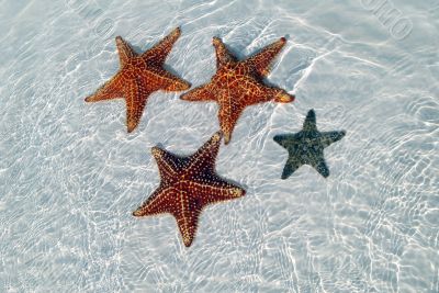 Sea star at the sand bottom of the fine sea