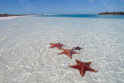 Sea star on the paradise beach - 2