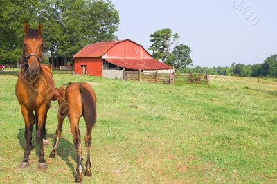 Horses