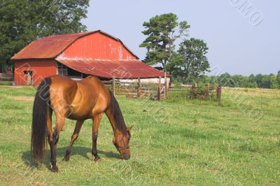 Horse
