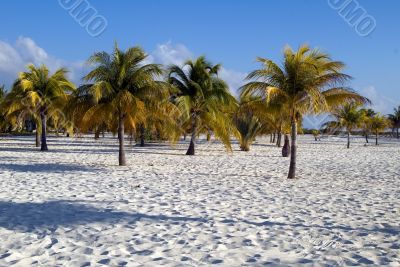 Palmаs on the sand
