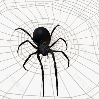 Black Widow Spider