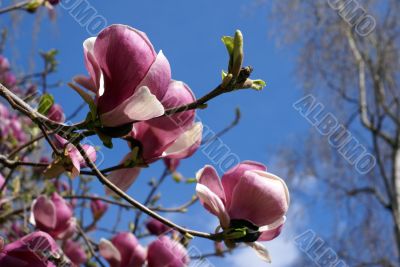 dark pink magnolia flowers