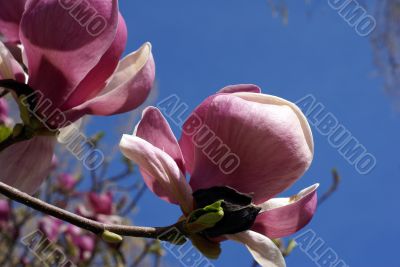 close-up picture of magnolia flower