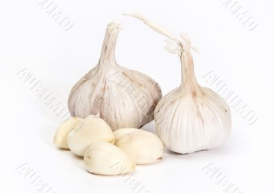 Garlic