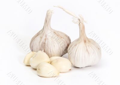 Garlic