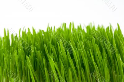 The grass
