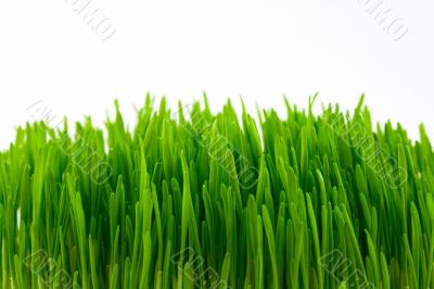green grass