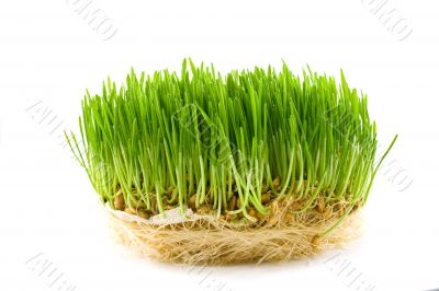 green juicy grass