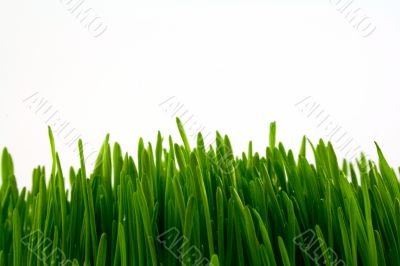 green juicy grass