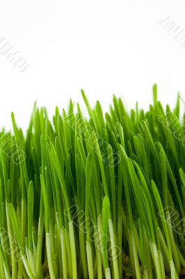 green grass
