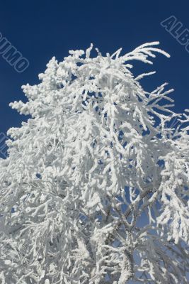 Winter branches with snow