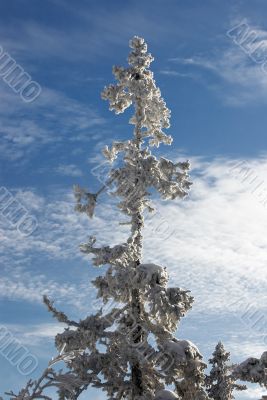 Winter branches with snow
