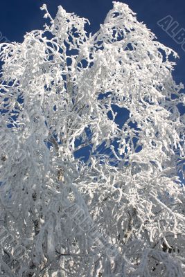 Winter branches with snow