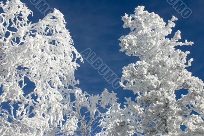 Winter branches with snow