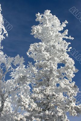 Winter branches with snow