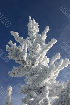 Winter branches with snow
