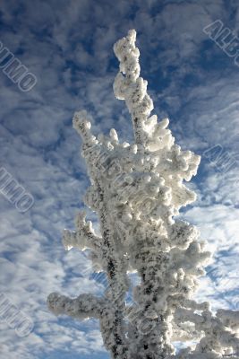 Winter branches with snow