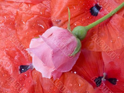 flower of a rose