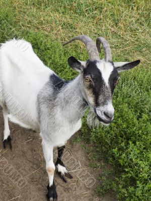 Goat on a pasture