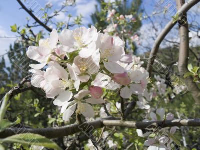 Crab apple blossoms in the spring