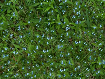 Dainty forget-me-not flowers