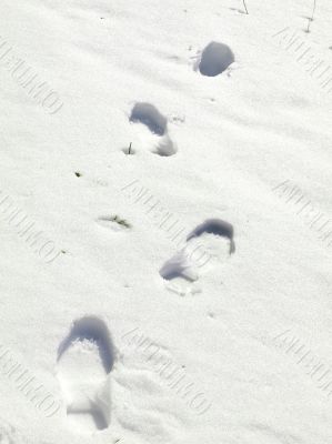 Foot print