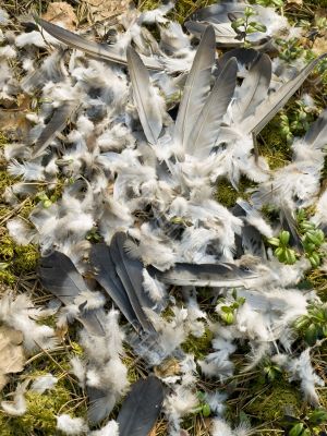 Feathers