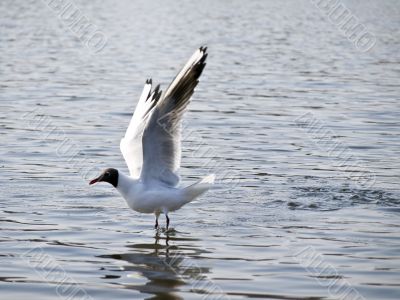 Flying up seagull