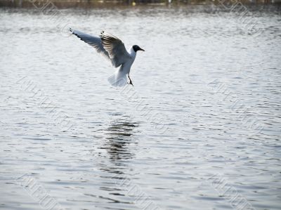  Wild seagull