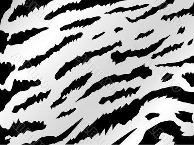 white tiger