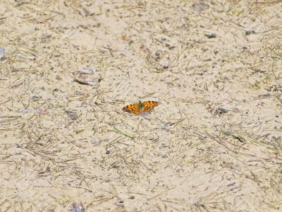 Single butterfly